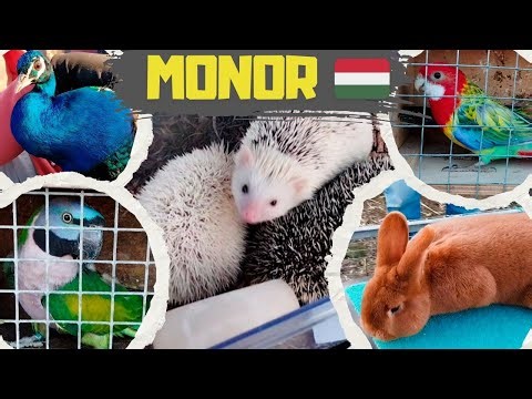 Hungary Monor 08/03/2026 The Largest Animal Fair in Europe Exotic Birds Ornamental Poultry Rabbits