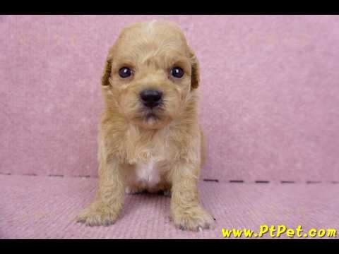 08/12 泰迪比熊 Poochon -公幼犬2號-日新犬舍