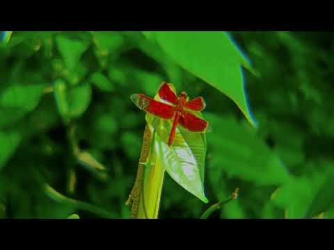 Relaxing Nature Escape • Tropical Bird Sounds for Meditation