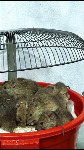 Best humane mouse trap idea easy to make #mousetrap #diy #mouse #pestcontrol #pestremoval #animals