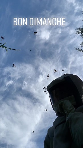 Et votre dimanche matin ? 🙃🐝🐝. #pourtoi #foryou #bearn #frelonsasiatiques #work #danger #dimanche #pau #sudouestfrance #pyreneesatlantiques #nuisibles #chill