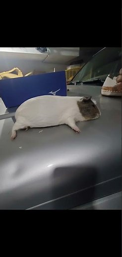 Female guinea pig suddenly died. 2020-2020
