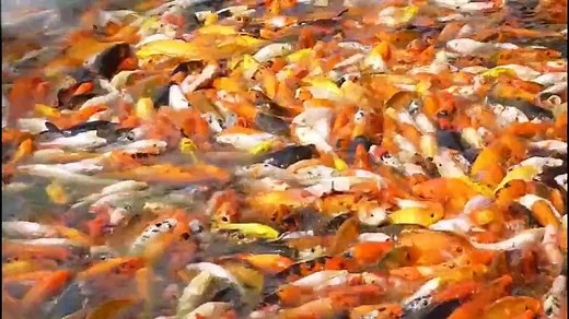 piranha fish attack human | real piranha attack appeared at the sea new 2015