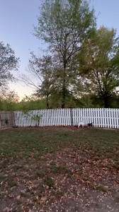 16K views · 3.7K reactions | It’s 50° and sunny in Spring Hill, Kansas this morning!  ￼TK & Coppers favorite weather to play  #TeamTK | Team TK | Facebook