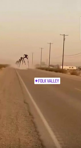 Folk Valley: Cat from Folk Valley Caught on Camera