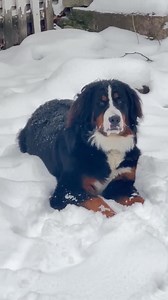 Anybody else have a problem with their Berner not wanting to come in from the snow?? | Bear Creek Berners
