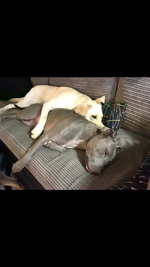 Brother and sister bond 🥰 #labrador #staffy #doozersprocketandfraggle #frightenedrabbit #scotthutchison #maketinychanges #musiclovers #doglovers #setyoufree #ntrance