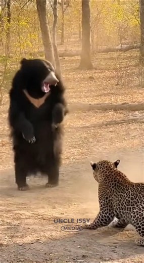 Wild Encounter: Sloth Turns the Tables