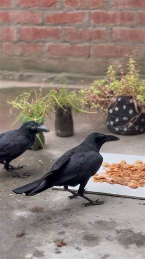 Nature's smartest bird/ intelligent behaviour