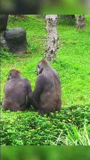 funny gorillas mating #funnyanimal #funny #animals #pawsn#foryou#foryou #viewsdowen#viewsdowen #pets