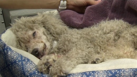 Orlando rescue seeks justice for ‘Petal’ the poodle found hogtied with mouth taped shut