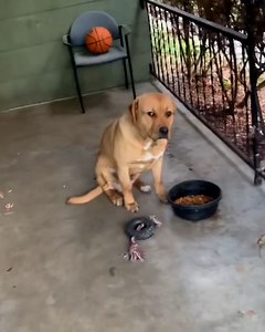 8.4M views · 4.8K reactions | 'My dog stole somebodies prosthetic leg...' 樂 | STUDENTbible | Facebook