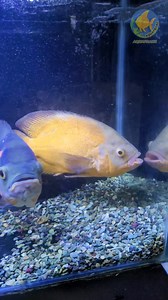 176K views · 2.1K reactions | Breeder high-grade Oscars pairing or fighting?  | AquaFranz | Facebook