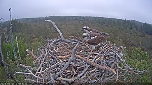 66K views · 4.2K reactions | Our first Osprey chick! Hatching early this morning, Brodie was quick bringing in their first meal. Hopefully they'll have a sibling to join them in the next few days! | RSPB Loch Garten, Abernethy | Facebook