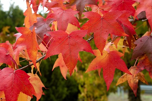 Les inconvénients du liquidambar : quels sont-ils et comment les combattre ?