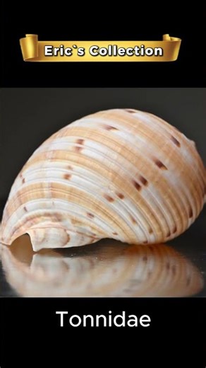 ERIC SEP11 #Shorts #Seashells #ShellCollecting #oceanfinds #beachlife #naturejournal