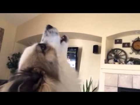 Full grown 2nd gen pomsky (25/75) howling