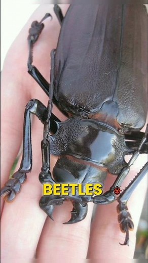 🌍🌿 Meet the Giants: Discovering the Top Three Largest Insects You Didn't Know Existed! 🦋🐜