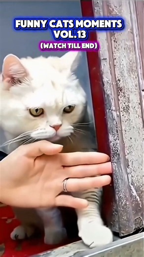 Funny Cat Moments Part 13 😂🐱 Funniest Cat Fails