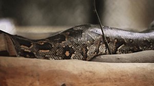Indian Rock Python Slithering Over Wooden: vídeo stock (100% livre de direitos) 3677174805 | Shutterstock