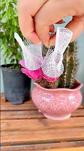 Breathtaking Cactus Flower Blooming! 🌸✨