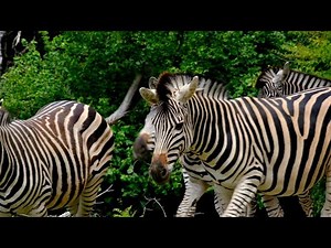 ZEBRA FACTS 🦓 | Amazing Wildlife Documentary About Zebras in Africa