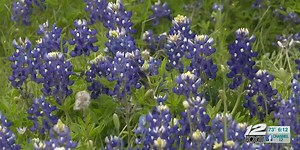 Texas’ bluebonnets blossom again near Lake Texoma