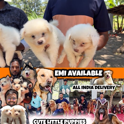7.6K views · 157 reactions | Yuva Kennel Coimbatore 9677179594 #prasanth360 #dogs #pomeranian #germanshepherd #siberianhusky #labrador #goldenretriever #shihtzu #puppies #husky #whitehusky #huskydogs | Prasanth360 | Facebook