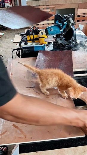 easy way to attach HPL to plywood.#shortvideo #diy#craft