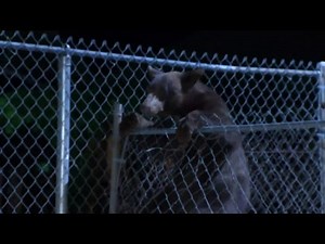 Wild Bear Leads Cops On Crazy Chase Across College Campus and Busy Roads