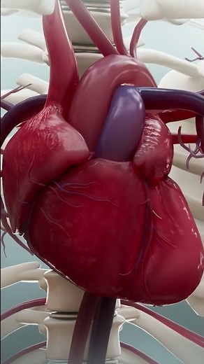 basics of heart