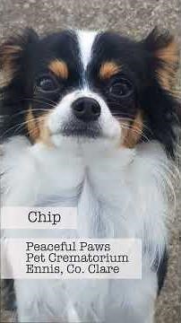Farewell with Love: A Tribute to Cherished Companions | Peaceful Paws Memorial October 2025 Pt. ii