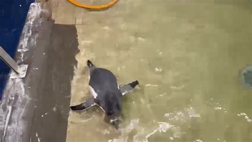 4.3K views · 145 reactions | Swim lessons are now in session! Our...