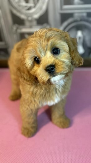 Them puppy eyes 🥺 #fyp #doggroomer #cavoodle #cavoodlesoftiktok #cavoodlesofaustralia #cavoodlesofinstagram #dogsofmelbourne #doglover💕🦮 #doglover #dogmumlife