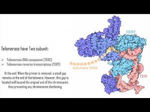 14 | DNA Replication | Telomeres and Chromosome End Replication