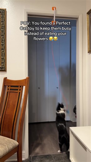 The Best Cat Toys to Keep Your Pet Engaged