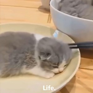 6.5K views · 472 reactions | So lovely kittens殺殺殺 | Beautiful photos | Facebook