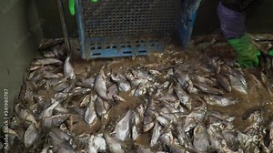 Pull out fresh fish at the fish factory. The process of salting fish. At a fish factory, workers are loading fish into a box.