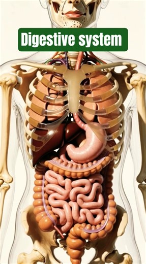 Your Digestive System: From Mouth to Stomach #biology #science