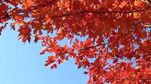 Autumn, Red, Leaves. Free Stock Video