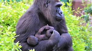 103K views · 6.6K reactions | Sweet & cute between gorilla mom hug baby gorilla in chest so cool, Lovey gorilla family meeting. | Cool Animal | Facebook