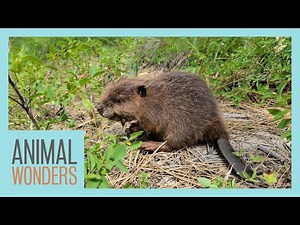 Baby Beaver Rescue & Recovery
