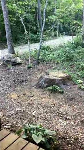 Live Blue Ridge Squrriel Camera