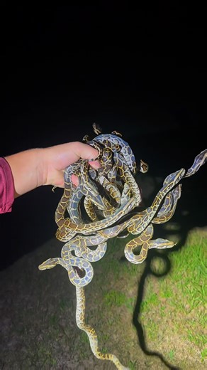 Garrett Galvin on Instagram: "Looking for a 20 foot python in the Everglades! #wildlife#nature#snake#instagram#yoink#crocodile#python#alligator#everglades#panther#florida#alligator#conservation#ecosystem#environment#explore#adventure#viral#explorer#adventure#yoinkman#bigsnake#keys#crab#fish#sea#ocean#seacreatures#reels"