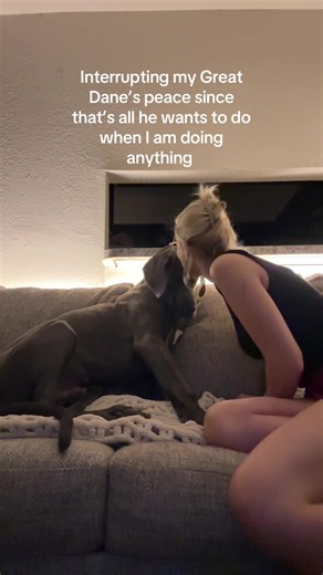 Great Dane's Hilarious Car Antics