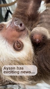 322K views · 13K reactions | Cheyenne Mountain Zoo is thrilled to...