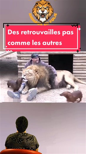 Retrouvailles émouvantes entre animaux sauvages et humains