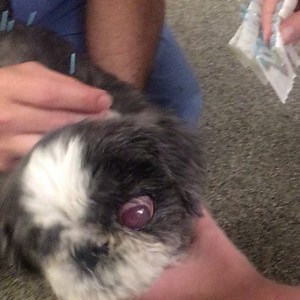40 reactions | Dr. Barry Cherno performs #acupuncture on Panda, a 13-year-old Shih Tzu. Her eye is a separate issue, but she is under the care of our ophthalmologist and is not in pain. | The Schwarzman Animal Medical Center | Facebook