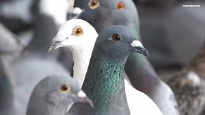 71K views · 4.7K reactions | Florida Pigeon Derby One Loft Race - Pigeon presentation, they are now in good shape. Congratulations to the management. Disclaimer: Pigeon presentation only | Pigeon Kuif | Facebook