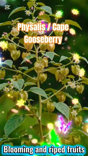 Physalis / Cape Gooseberry grow at home.#youtubeshorts
